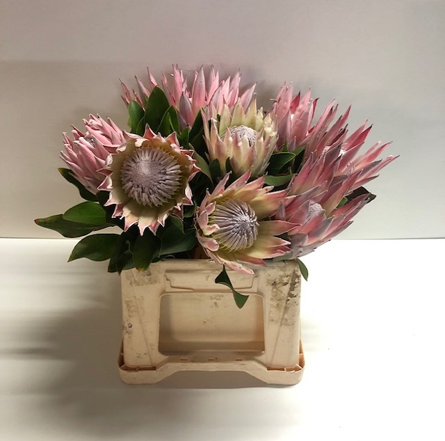 Protea cynaroides (king).jpg